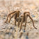 Desert Tarantula. Pest Control Inc serving Las Vegas NV talks about common spiders in Nevada.