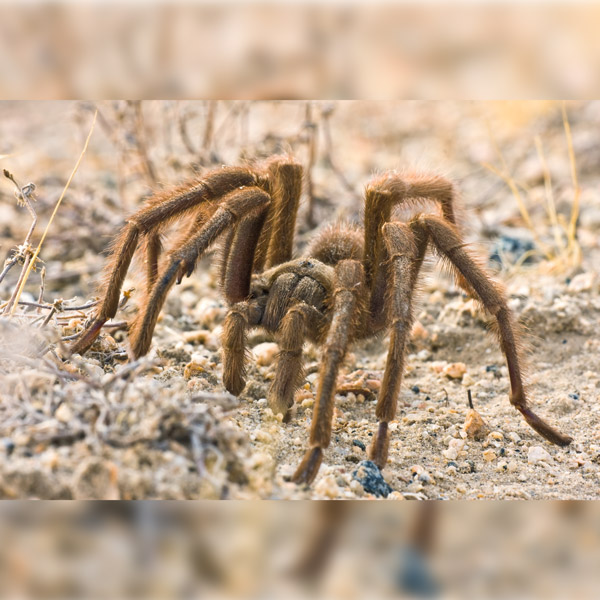 Common Spiders in Nevada Pest Control Inc Las Vegas NV