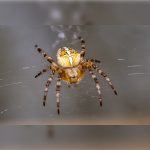 Orbweaver in a web. Pest Control Inc serving Las Vegas NV talks about common spiders in Nevada.