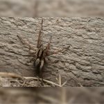 Desert wolf spider on wood. Pest Control Inc serving Las Vegas NV talks about common spiders in Nevada.