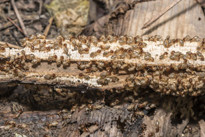 Termites feasting on wood. Pest Control Inc in Las Vegas NV talks about reasons why you have termites. 