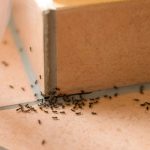 Ant infestation in home. The ant exterminators at Pest Control Inc. in Las Vegas NV explains the signs of ants.