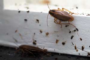 Cockroaches in home - Pest Control Inc. explains the common pests in Las Vegas NV.