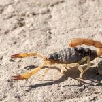 Scorpion in Nevada desert - Pest Control Inc. explains the common pests in Las Vegas NV.