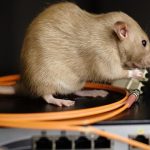 Rodent gnawing on wires - Pest Control Inc, serving Las Vegas NV and Henderson NV explains what pests cause the most damage to homes.