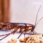 Common cockroaches in Las Vegas Nevada - Pest Control Inc