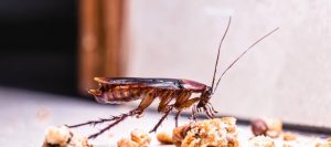 Common cockroaches in Las Vegas Nevada - Pest Control Inc