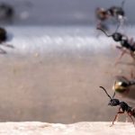 Image of ants - how ants enter your home in Las Vegas NV - Pest Control Inc