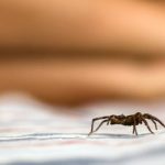 Image of spider indoors in Las Vegas NV | Pest Control Inc