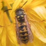 What a wasp looks like on a flower in Las Vegas NV - Pest Control Inc
