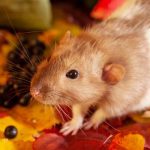 Brown and white mouse in orange fall leaves