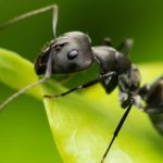 Black ant on a green leaf in the springtime