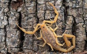 an arizona bark scorpion in its natural habitat
