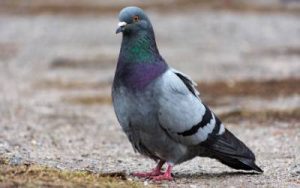 A pigeon