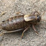 A shield backed katydid, also known as a Mormon cricket