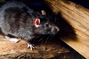 Roof rat exploring an attic - learn more about the sign you have roof rats in your Florida home from the experts at Pest Control Inc.