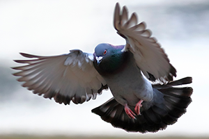 Do Pigeons Carry Diseases in Las Vegas NV