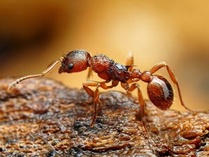 Which ants bite humans Pest Control Inc. Ant Control in Las Vegas NV