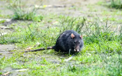 las vegas roof rat outside foraging for food
