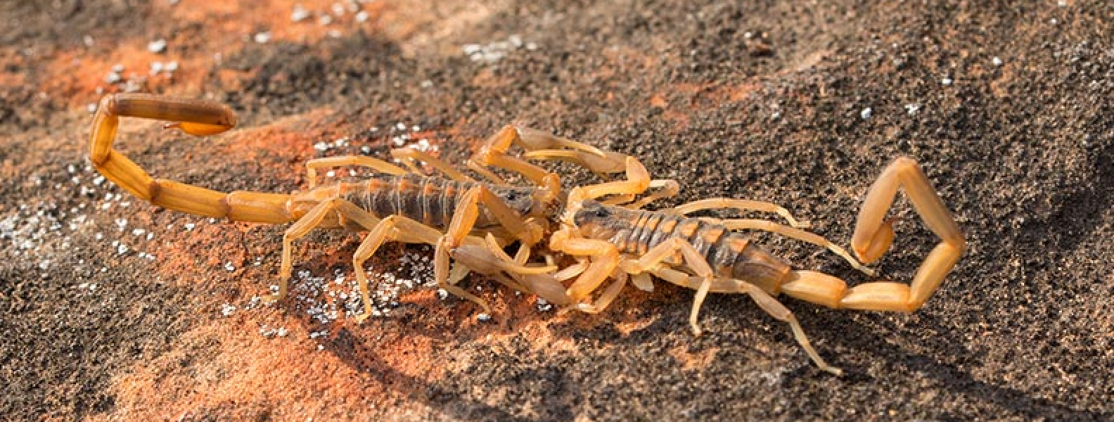 How to Treat a Scorpion Infestation Las Vegas NV Pest Control Inc.